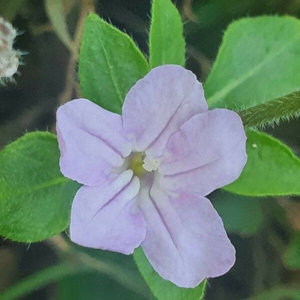 Ruellia patula ᱵᱟᱦᱟ