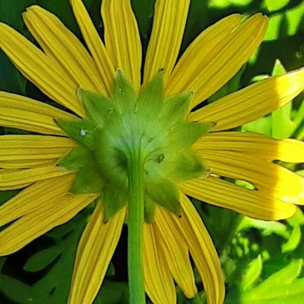 Euryops chrysanthemoides Blüte