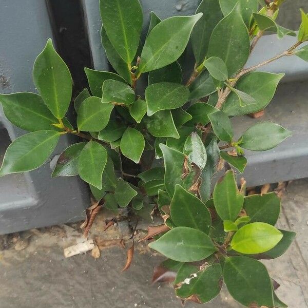 Ficus retusa Folha