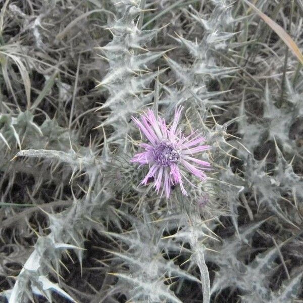 Galactites tomentosus Λουλούδι