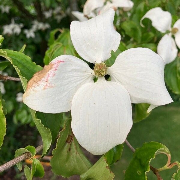 Cornus kousa Цвят