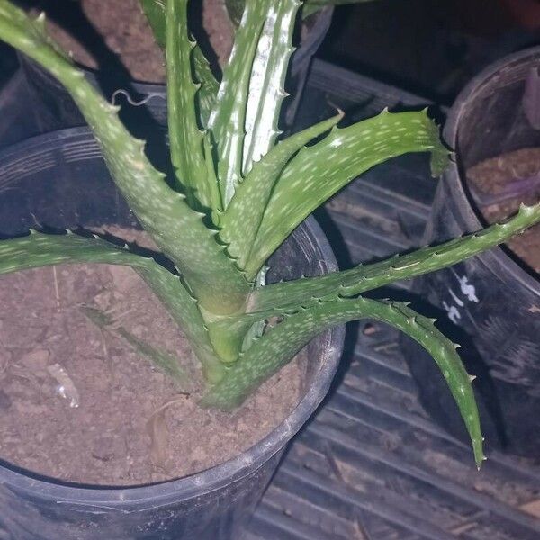 Aloe dorotheae पत्ता