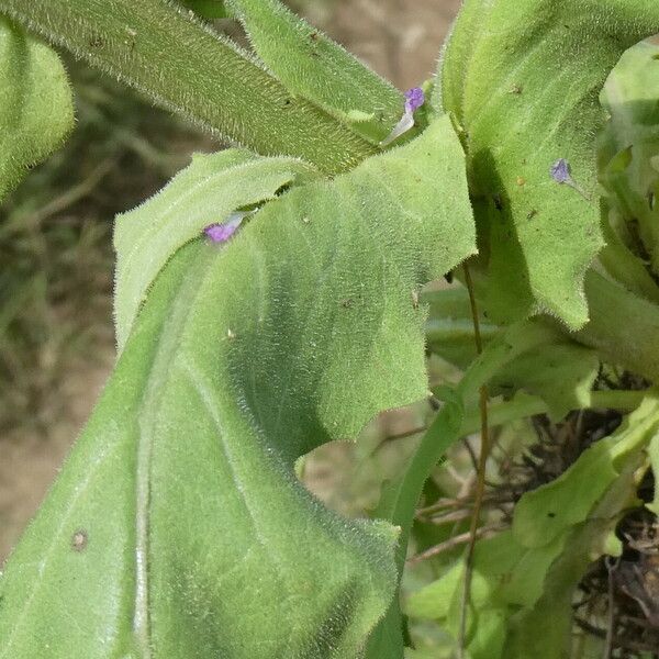 Crepis pulchra 叶