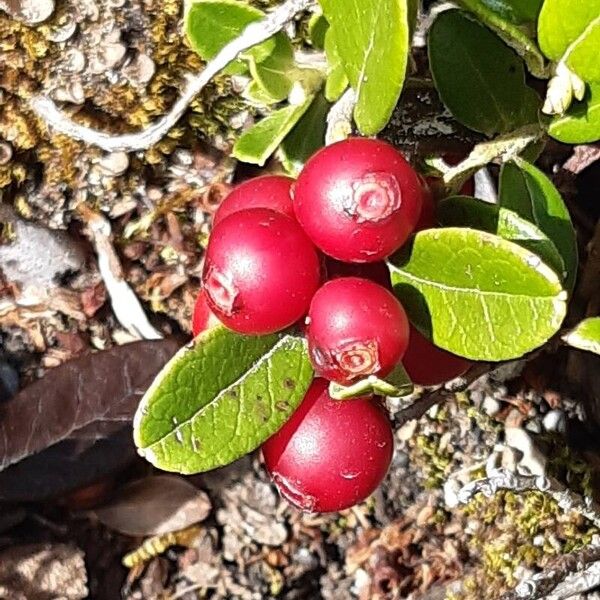 Vaccinium vitis-idaea Froito