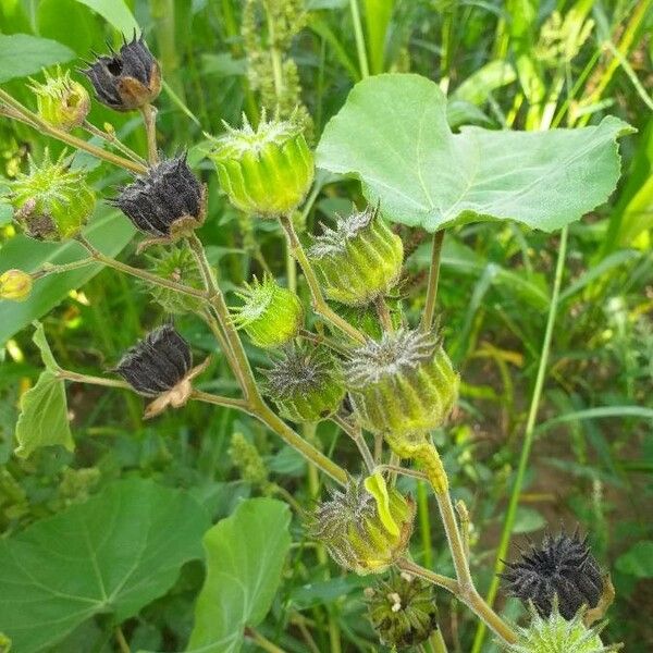 Abutilon theophrasti 果實