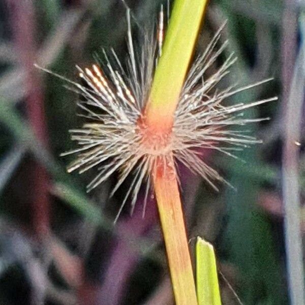 Bothriochloa insculpta Other