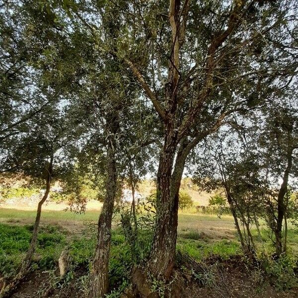 Salix cinerea Habit