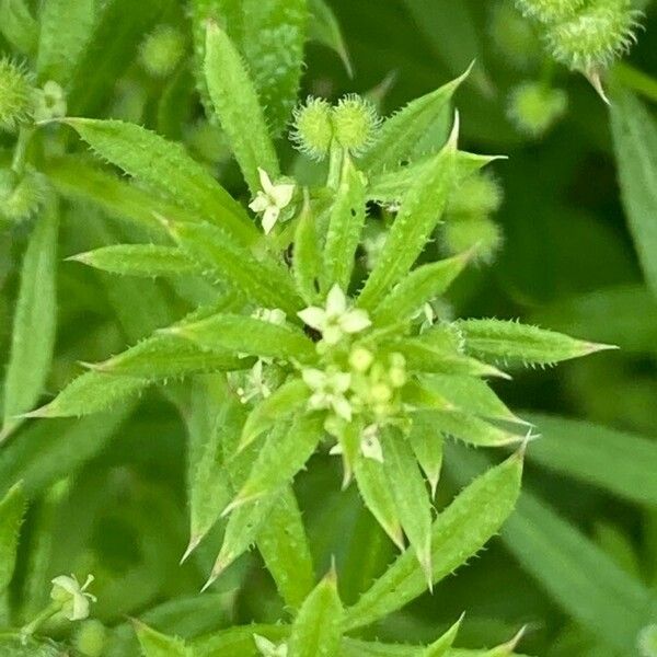 Galium spurium Fiore