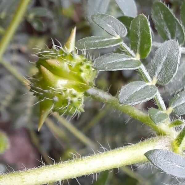 Tribulus terrestris Vaisius