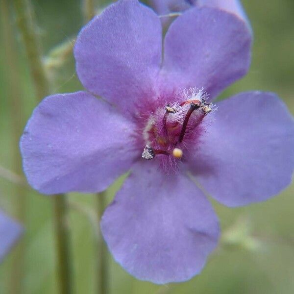 Verbascum phoeniceum 花