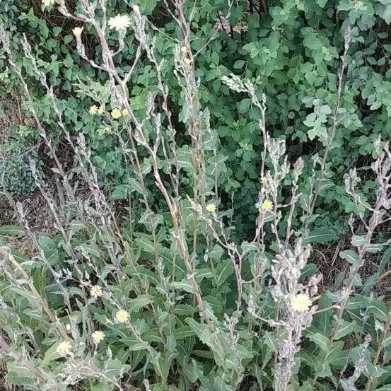 Lactuca virosa Habit