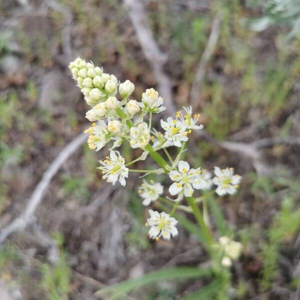 Toxicoscordion paniculatum ᱵᱟᱦᱟ