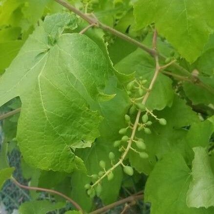 Vitis aestivalis Blad