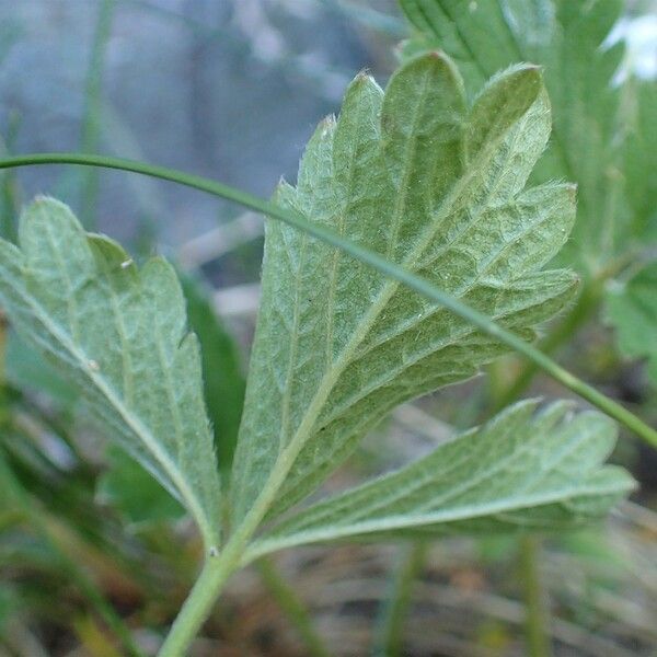 Potentilla grandiflora Leaf