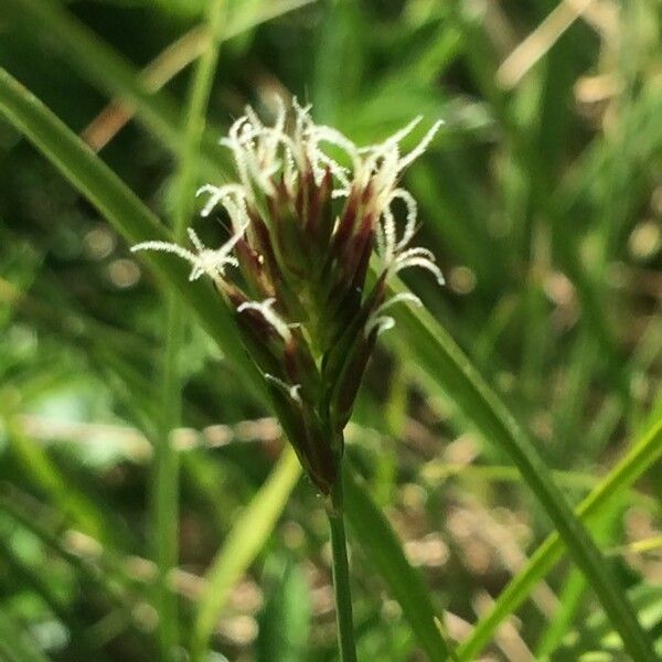 Anthoxanthum alpinum Floare