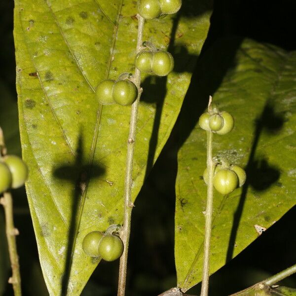 Adenophaedra grandifolia Fruit