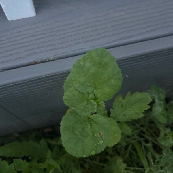 Malva verticillata Leht