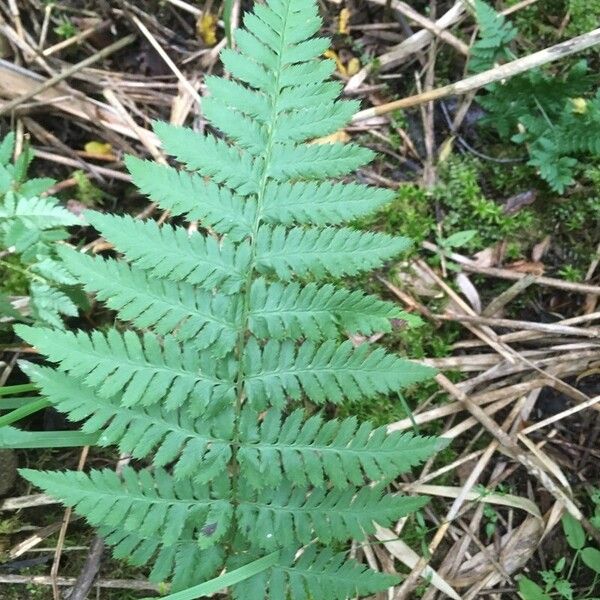 Dryopteris carthusiana Φύλλο