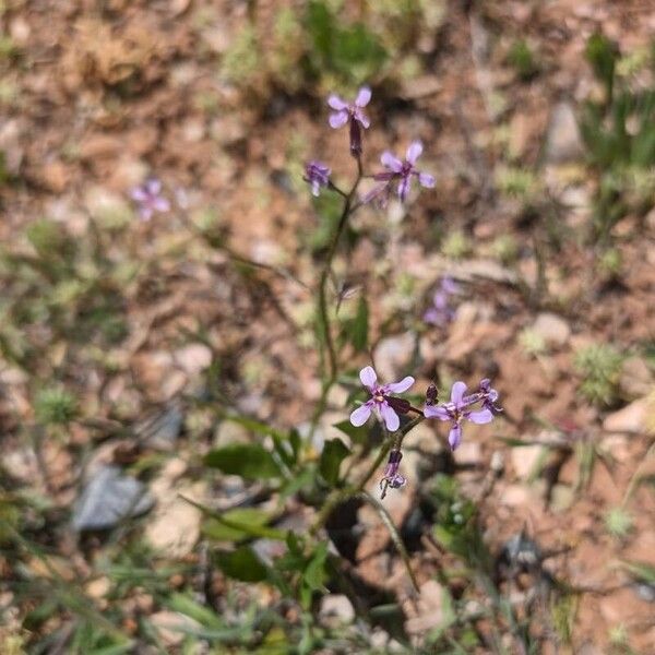 Chorispora tenella Habit