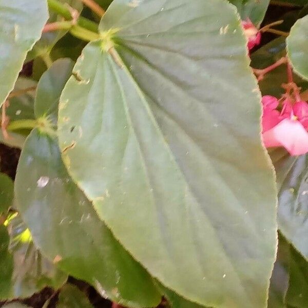 Begonia coccinea Leaf