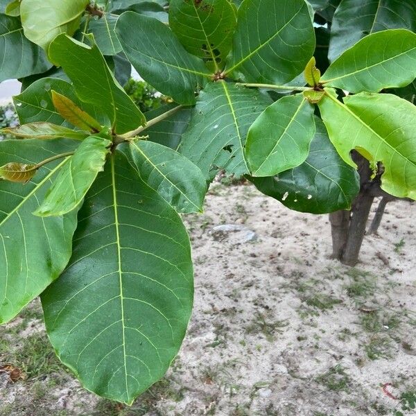 Terminalia catappa Leaf