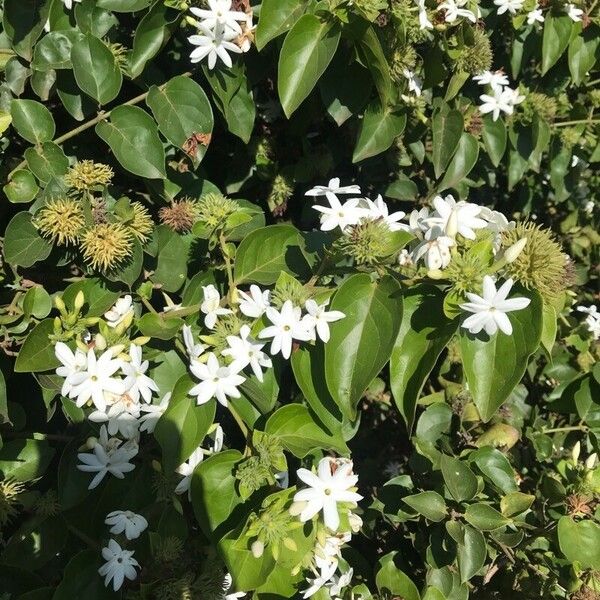 Jasminum multiflorum Flower