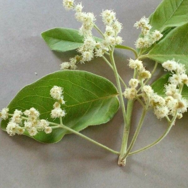 Myrcia tomentosa Flower