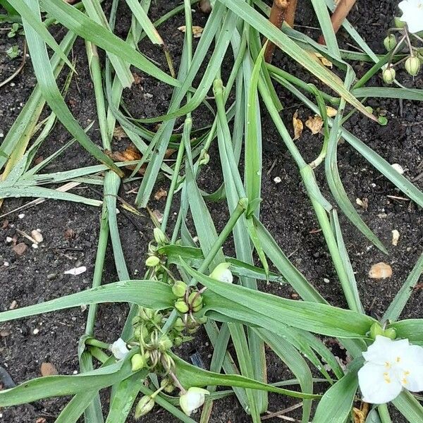 Tradescantia ohiensis Habitus