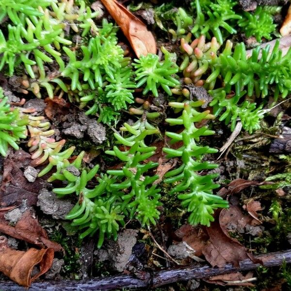 Sedum sarmentosum Liść