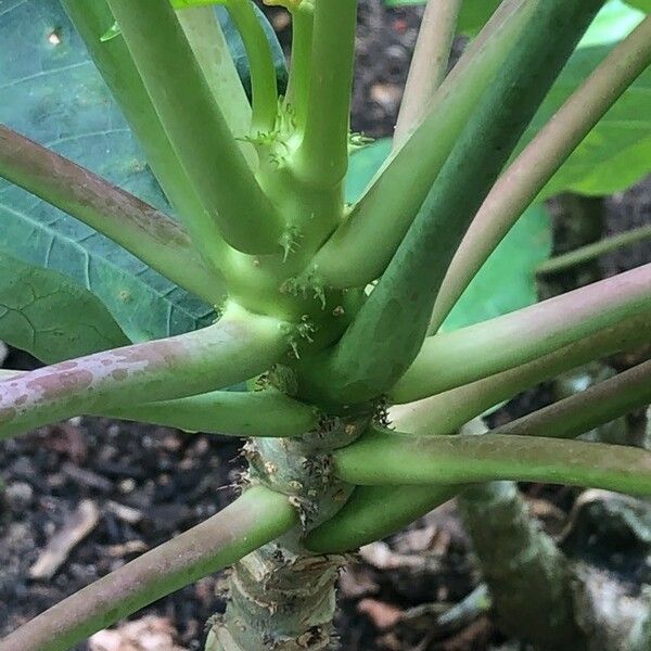 Jatropha podagrica Ŝelo