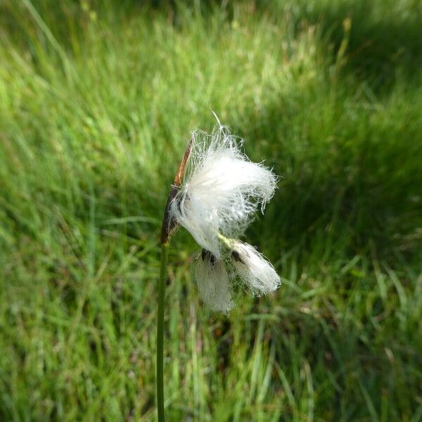 Eriophorum angustifolium Cvet