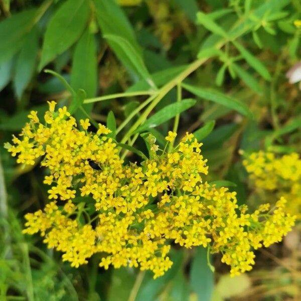 Odontarrhena muralis Flower