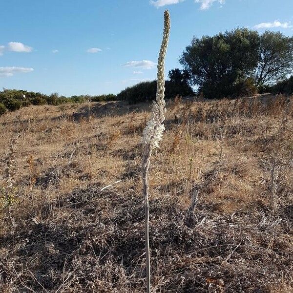 Asphodelus macrocarpus Habit