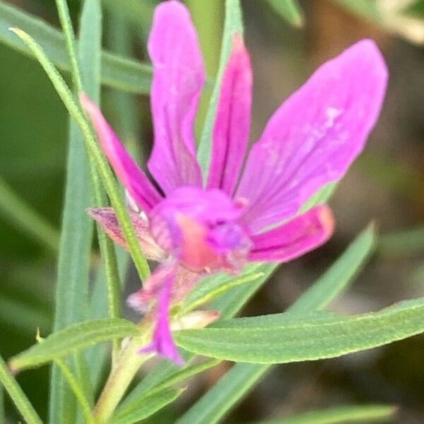 Epilobium dodonaei Blomst