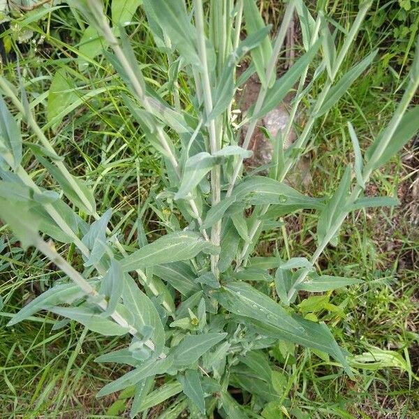 Turritis glabra Blad