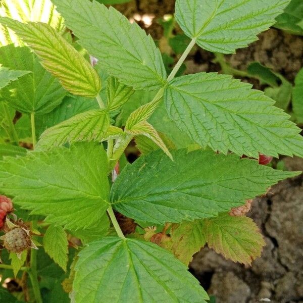 Rubus occidentalis Leaf