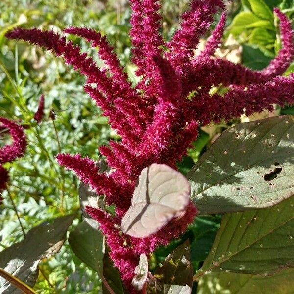 Amaranthus hypochondriacus 花