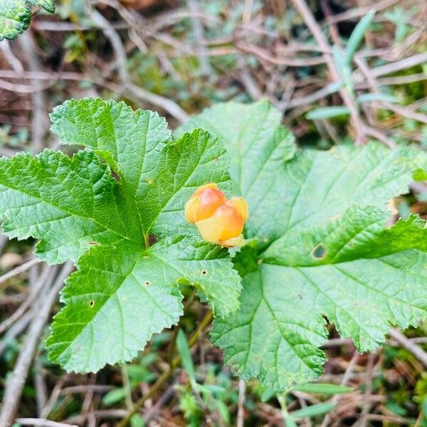 Rubus chamaemorus Φρούτο