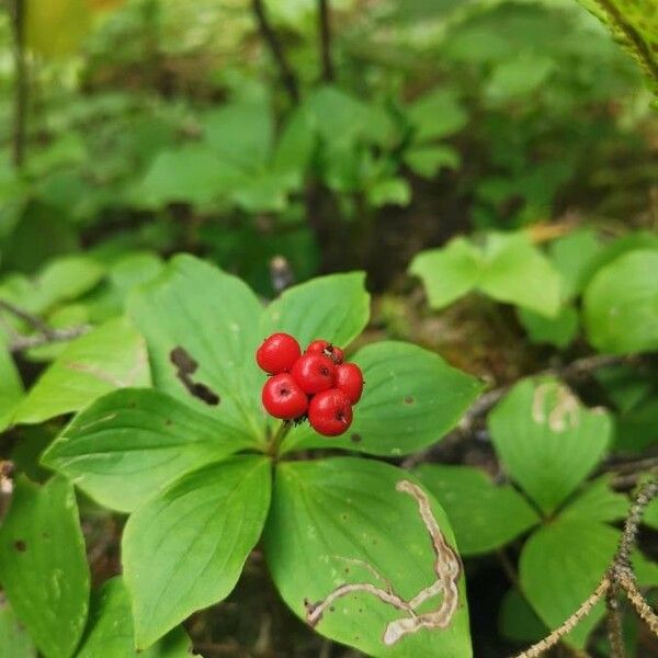 Cornus canadensis 果實