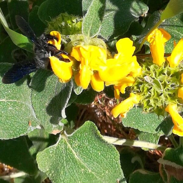 Phlomis fruticosa Floare