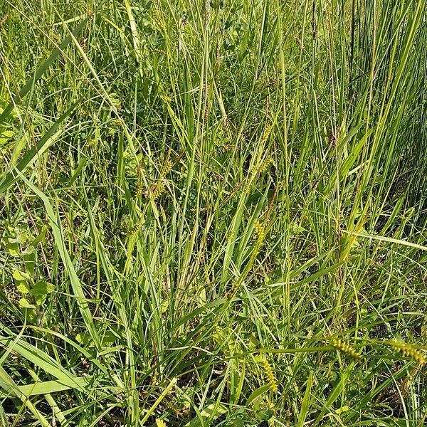 Carex punctata Habit