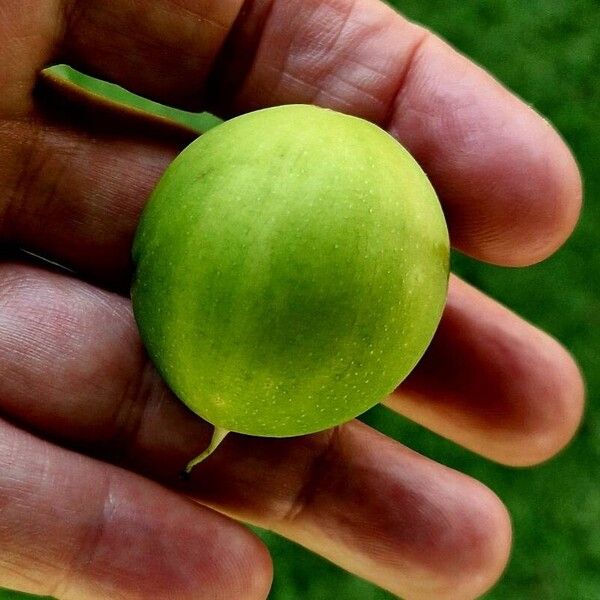 Calophyllum inophyllum Плод