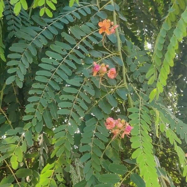 Cassia roxburghii Leaf