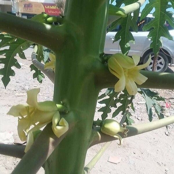 Carica papaya 花