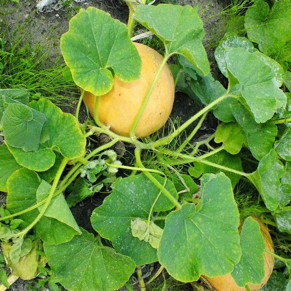 Cucurbita maxima List