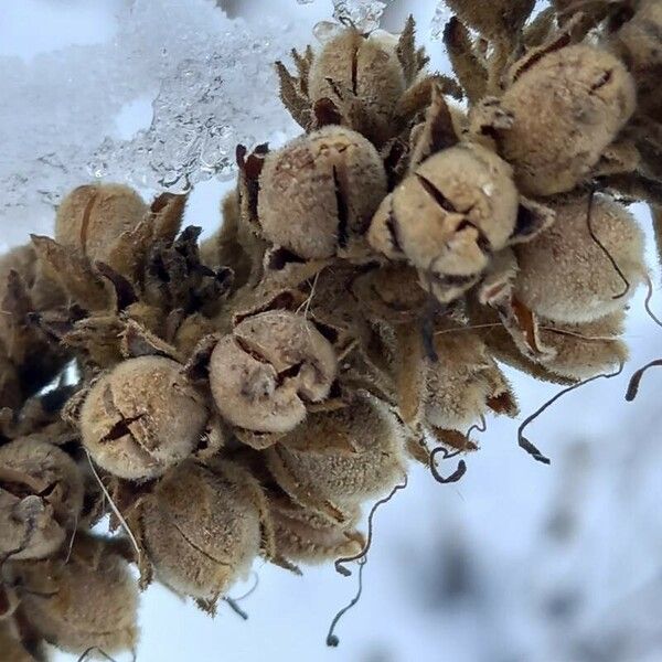 Verbascum densiflorum Fruto