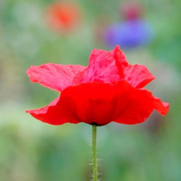 Papaver rhoeas Floare