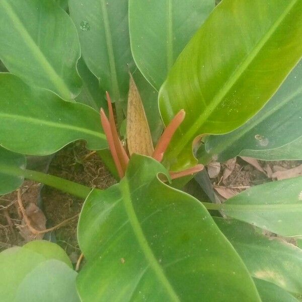 Philodendron martianum Leaf