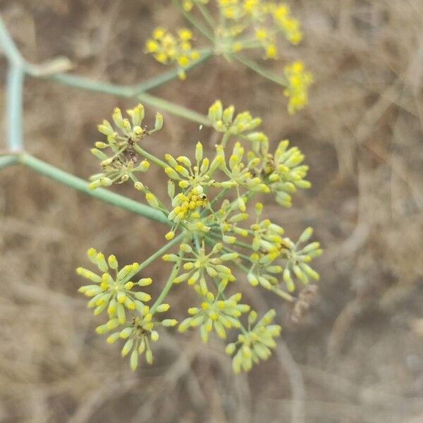 Foeniculum vulgare Flower