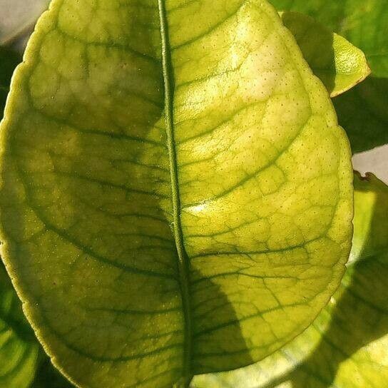 Citrus medica Leaf